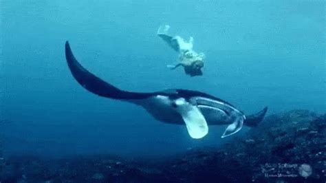 Manta ray gif
