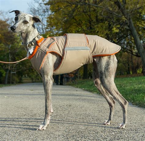 manteau pour whippet