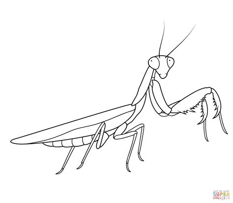 Mantis Coloring Page Free Printable Coloring Pages Praying Mantis Coloring Page - Praying Mantis Coloring Page