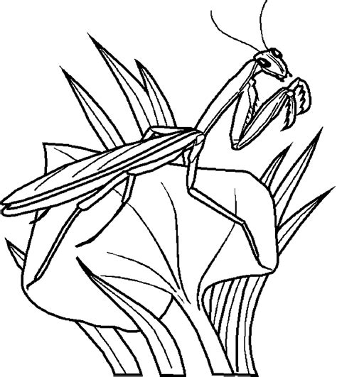 Mantis Coloring Pages Coloringall Praying Mantis Coloring Page - Praying Mantis Coloring Page