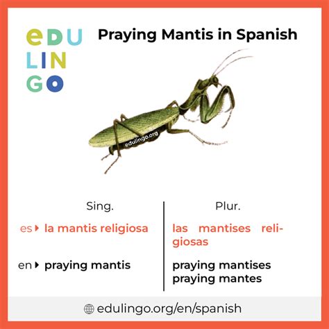 Mantis In Spanish