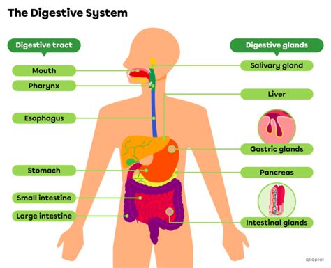 Map Of The Digestive System