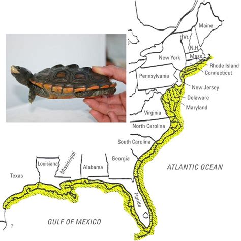 Map Turtles And Diamondback Terrapins Herpetology