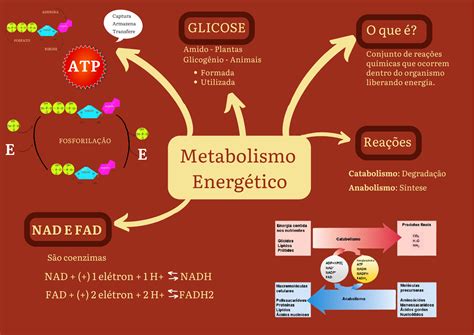 Mapa Do Metabolismo