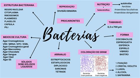 Mapa Mental Bacterias