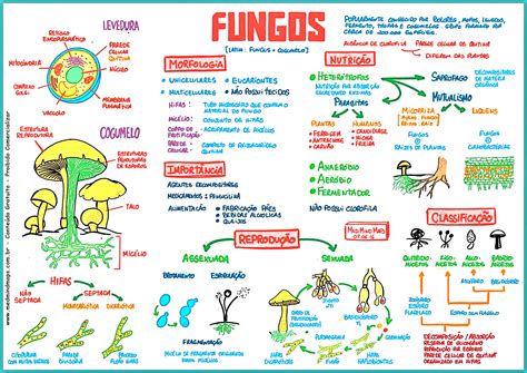 Mapa Mental Fungos