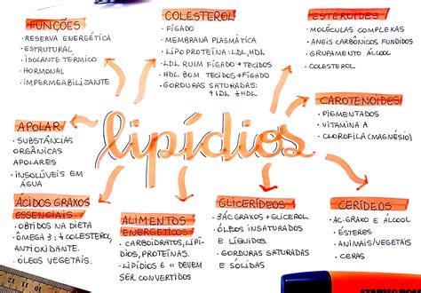 Mapa Mental Lipidios