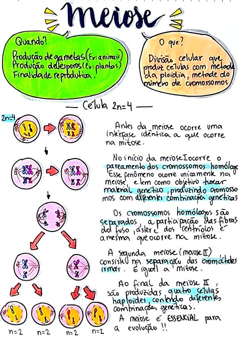 Mapa Mental Meiose