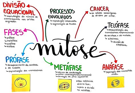 Mapa Mental Mitose