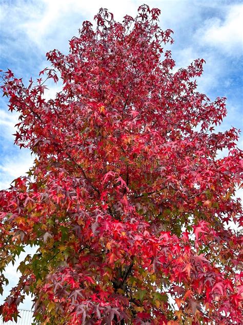 maple colored