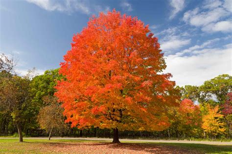maple colors