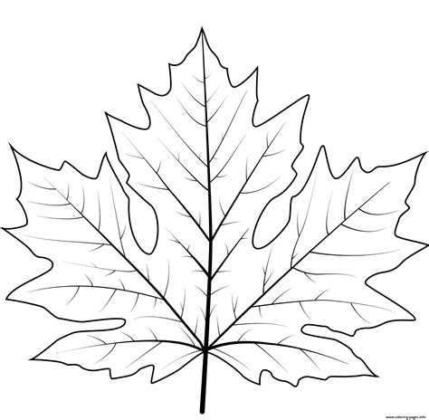 Maple Leaf Coloring Page Plants Maple Tree Coloring Pages - Maple Tree Coloring Pages