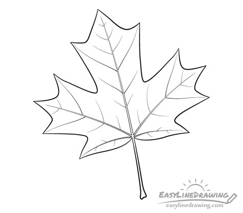 Maple Leaf Drawing