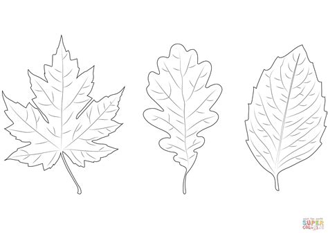 Maple Oak And Birch Leaves Coloring Page Free Maple Tree Coloring Pages - Maple Tree Coloring Pages