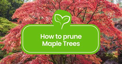 Download Maple Tree Pruning Guide 