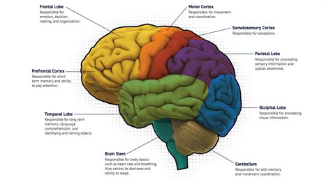 Mapping The Brain And Its Functions Integrating Enabling Technologies Into Neuroscience Research Iom Publication 91 08