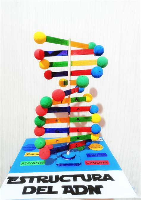 Maqueta De Adn