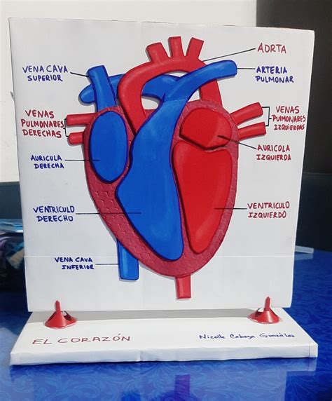Maqueta De Corazon