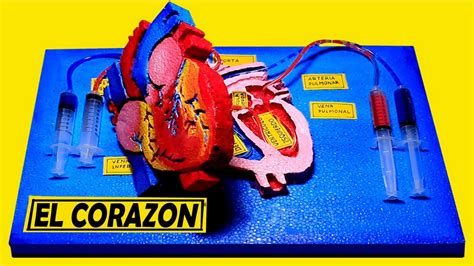 Maqueta Del Corazon