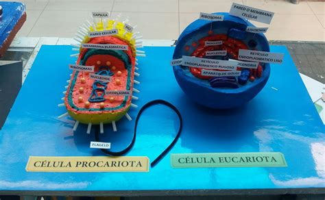 Maquetas De Celulas