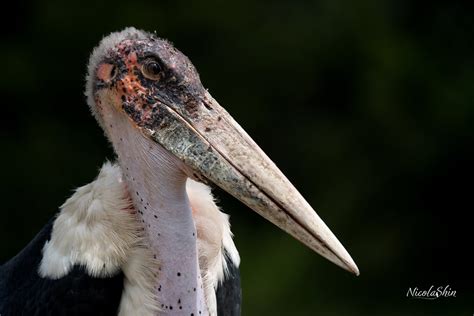 maraboustork photos on Flickr Flickr