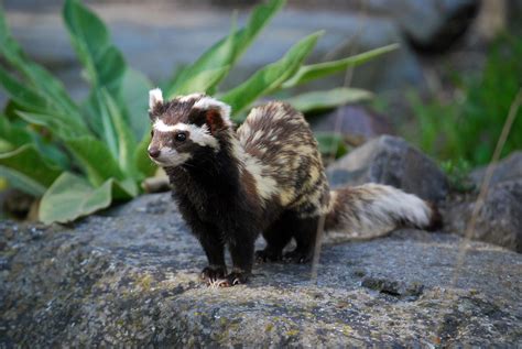 marbled polecats