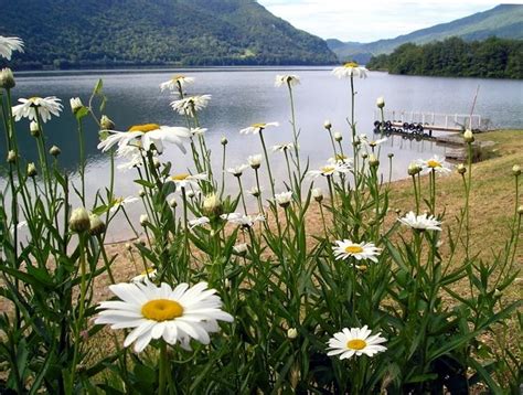 margherite in giardino