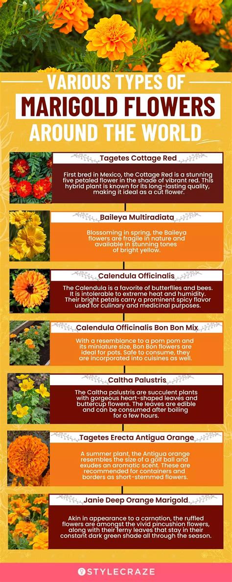marigold colors