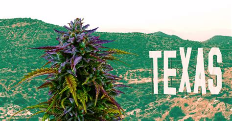 marijuana texas