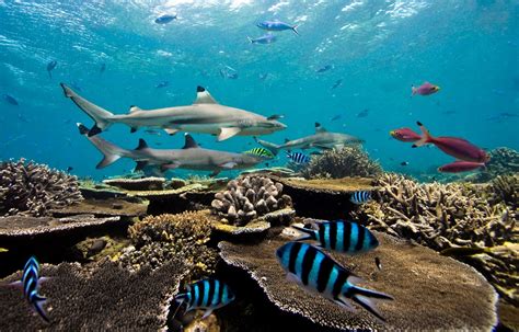 Marine Ecosystems Education National Geographic Society Marine Ecosystems Worksheet - Marine Ecosystems Worksheet