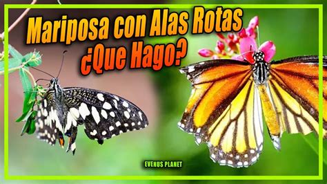 Mariposas Rotas