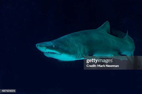 Mark The Shark