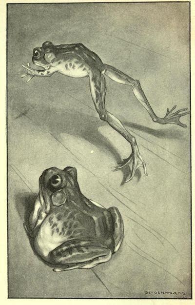 Mark Twain Frog Jumping Short Story