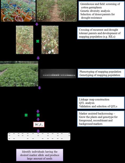 Marker Assisted Selection For Drought Tolerance And Striga Resistance Introgressing Quantitative Trait Loci Qtl In Farmer Preferred Varieties Of Sorghum
