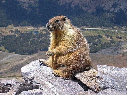 marmot - WikiWoordenboek - Wiktionary