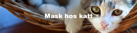 mask katt