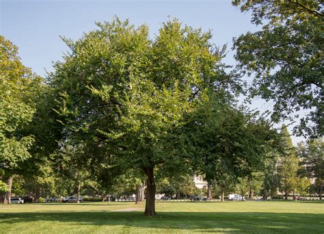 massachusetts state tree
