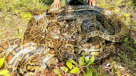 massive burmese python florida everglades