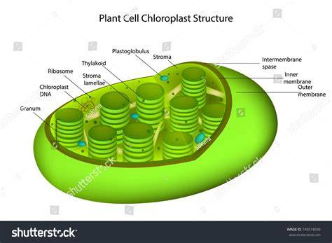 mastering biology chloroplast structure