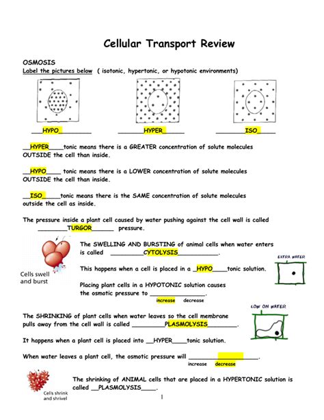 Mastering Cell Transport Comprehensive Review Worksheet Transport Across Cell Membrane Worksheet Answers - Transport Across Cell Membrane Worksheet Answers