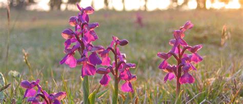 masterprogram biologi