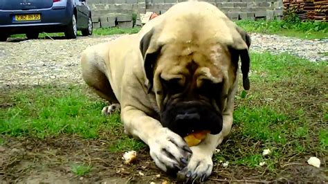 mastiff chien chiens élevage chiot chiots dressage molosse ... - YouTube