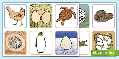 matching animals to their eggs