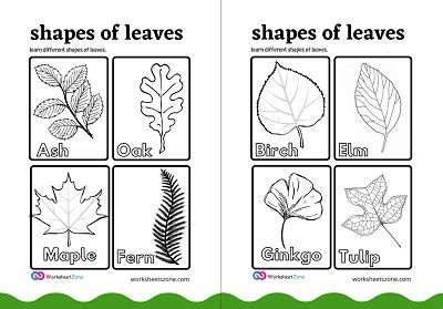 Matching Types Of Leaves Printable Free Worksheet For Leaves Worksheet Answers - Leaves Worksheet Answers