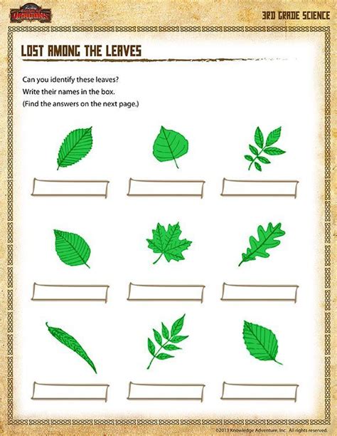 Matching Types Of Leaves Worksheets 99worksheets Types Of Leaves Worksheet - Types Of Leaves Worksheet