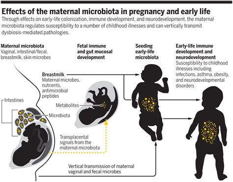 Maternal Gut Microbiota In Pregnancy Influences Offspring Metabolic Offspring In Science - Offspring In Science
