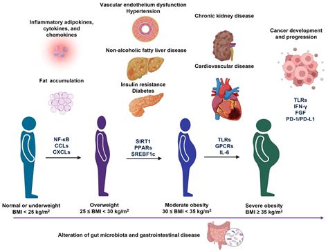 Maternal Obesity Linked To Liver Cancer Risk In Offspring In Science - Offspring In Science