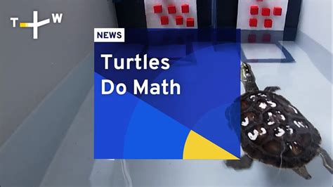 Math Turtle Youtube Math Turtle - Math Turtle