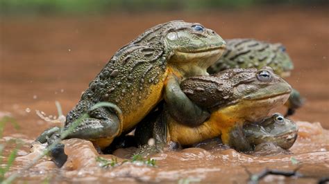 Mating Animals