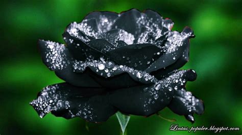 mawar hitam berdarah